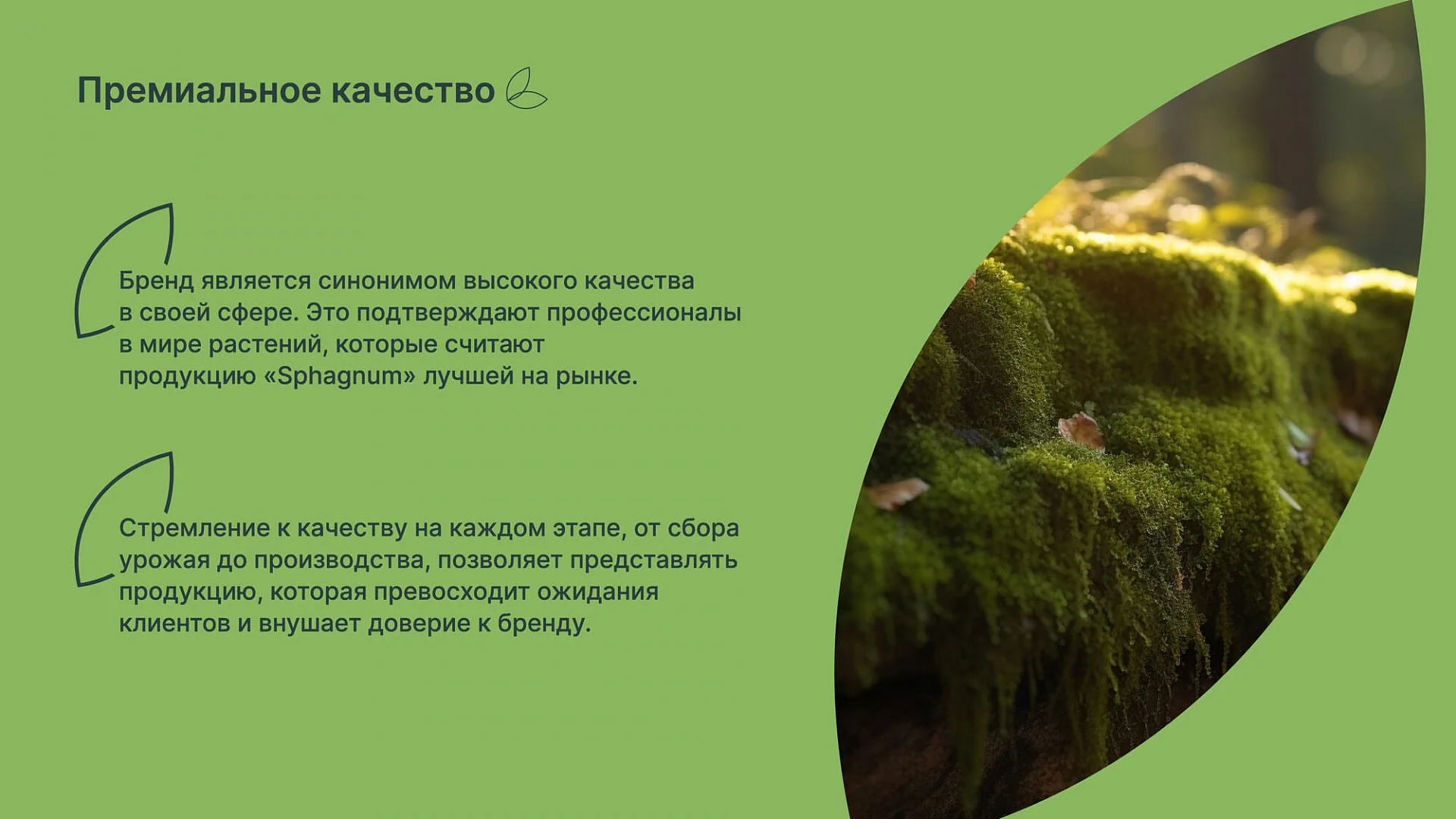 Кейс «Сфагнум» разработка брендбука — Фото 11