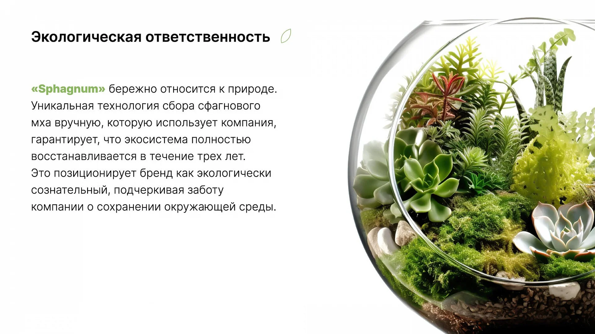 Кейс «Сфагнум» разработка брендбука — Фото 12