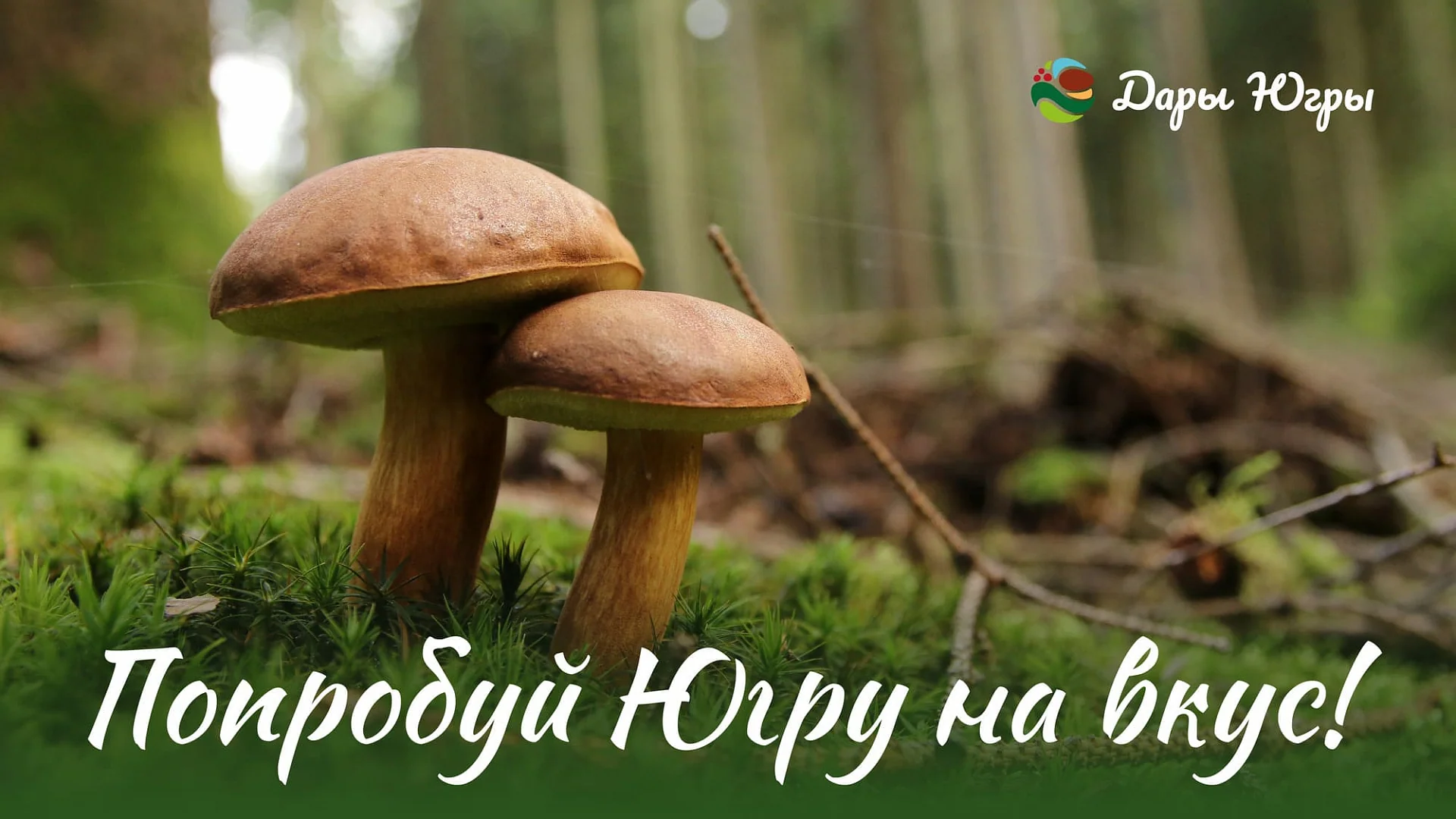 Кейс «Дары Югры» разработка брендбука — Фото 2