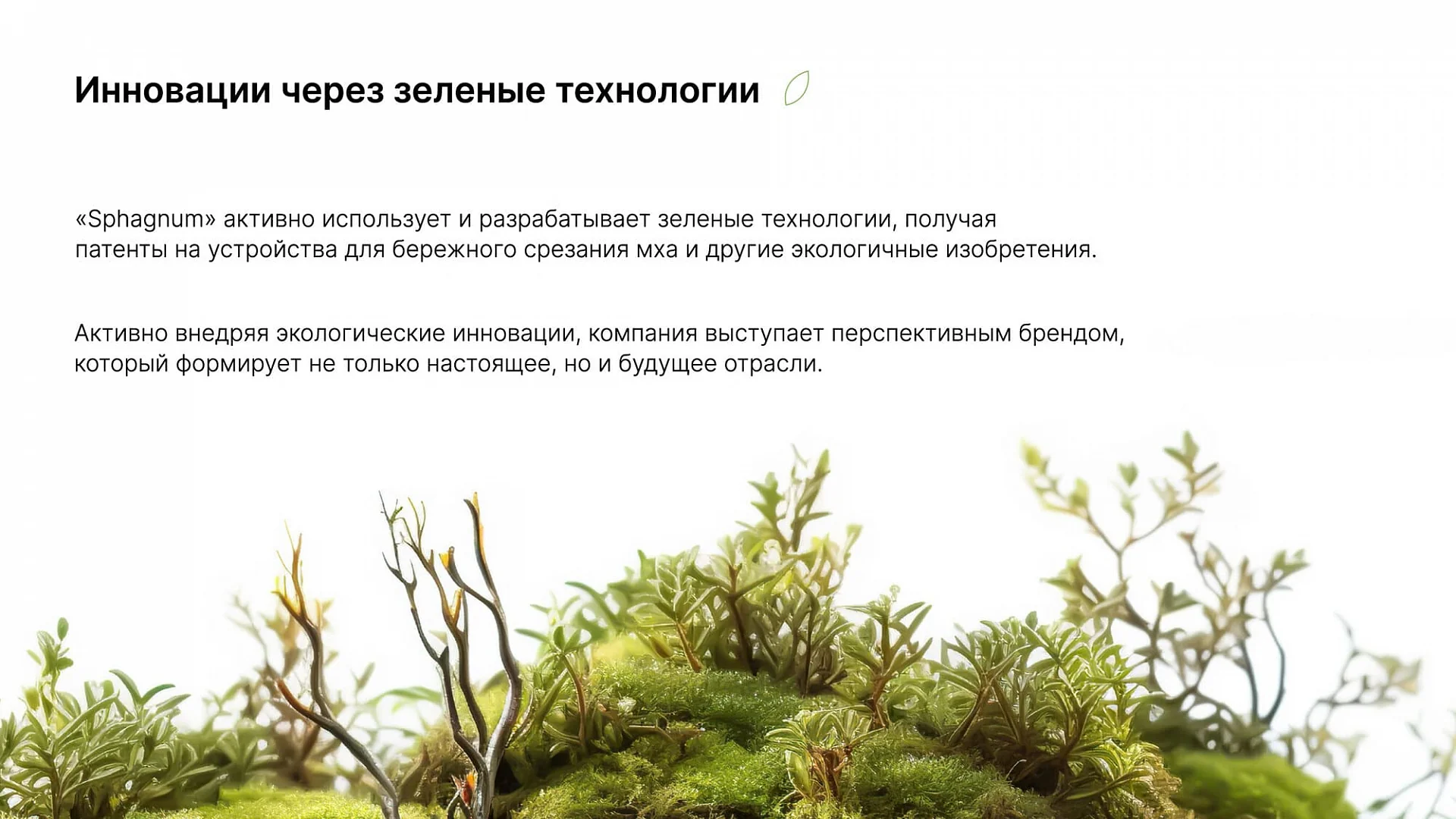 Кейс «Сфагнум» разработка брендбука — Фото 10